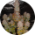 Pure Instinto Samen feminisiert Sticky Gorilla #4 28% THC 5 Samen + 2 Gratis