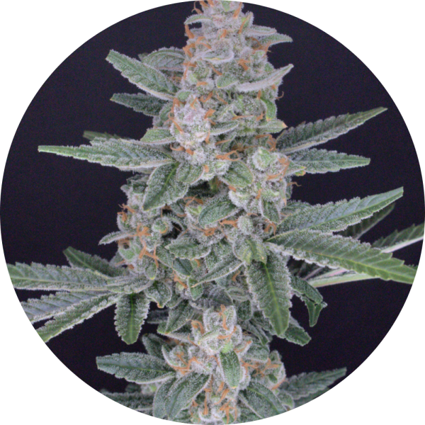 Pure Instinto Samen feminisiert HB Dunkinz 25% THC 3 Samen + 1 Gratis