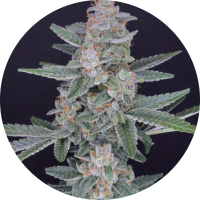 Pure Instinto Samen feminisiert HB Dunkinz 25% THC 3...