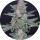 Pure Instinto Samen feminisiert HB Dunkinz 25% THC 3 Samen + 1 Gratis