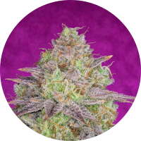 Pure Instinto Samen feminisiert Shiskaberry 21% THC 1 Samen