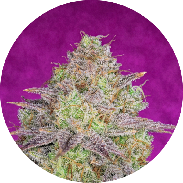 Pure Instinto Samen feminisiert Shiskaberry 21% THC 3 Samen + 1 Gratis