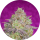 Pure Instinto Samen feminisiert Shiskaberry 21% THC 3 Samen + 1 Gratis