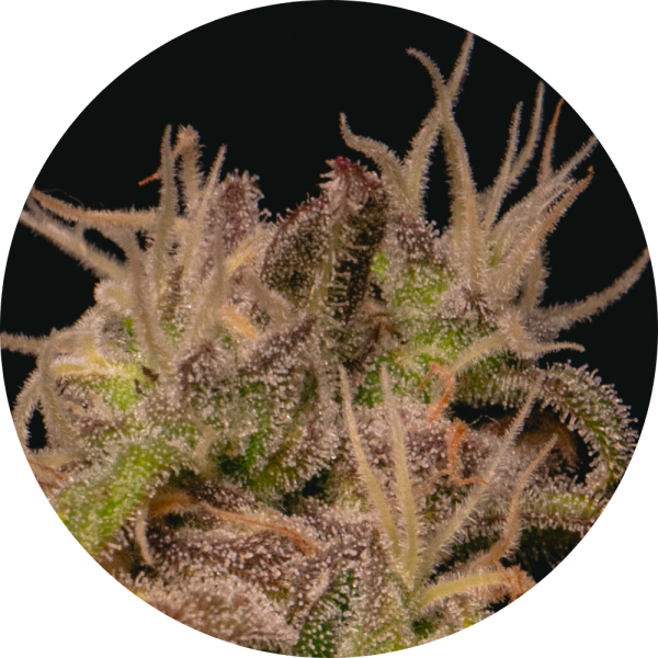 Pure Instinto Samen feminisiert Forbidden Fruit Cake 27% THC 1 Samen
