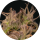 Pure Instinto Samen feminisiert Forbidden Fruit Cake 27% THC 1 Samen