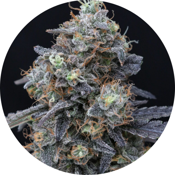 Pure Instinto Samen feminisiert Minty Grape Kush 24% THC 1 Samen