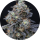 Pure Instinto Samen feminisiert Minty Grape Kush 24% THC 1 Samen
