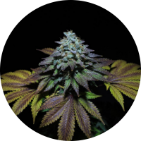 Pure Instinto Samen feminisiert Gorilla Cookies 25% THC 3...