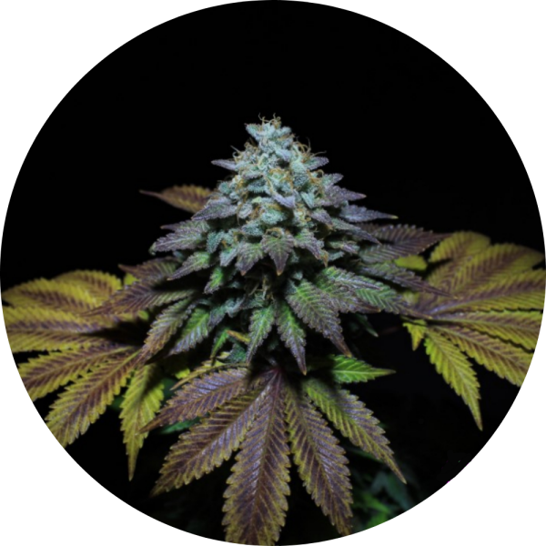 Pure Instinto Samen feminisiert Gorilla Cookies 25% THC 5 Samen + 2 Gratis