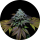 Pure Instinto Samen feminisiert Gorilla Cookies 25% THC 5 Samen + 2 Gratis