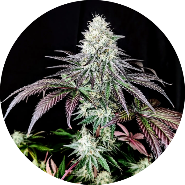 Pure Instinto Samen feminisiert Garlic Cookies 28% THC 5 Samen + 2 Gratis