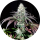 Pure Instinto Samen feminisiert Garlic Cookies 28% THC 5 Samen + 2 Gratis