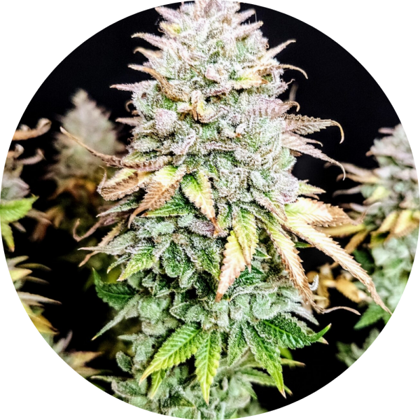Pure Instinto Samen feminisiert Grateful End OG 30% THC 3 Samen + 1 Gratis