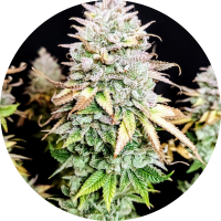Pure Instinto Samen feminisiert Grateful End OG 30% THC 3...
