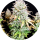 Pure Instinto Samen feminisiert Grateful End OG 30% THC 3 Samen + 1 Gratis