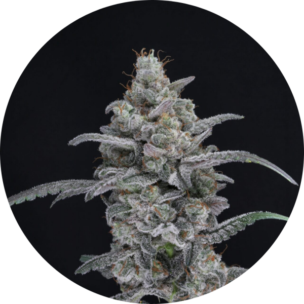 Pure Instinto Samen feminisiert Chimera Crasher 24% THC 1 Samen
