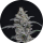 Pure Instinto Samen feminisiert Chimera Crasher 24% THC 1 Samen