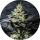 Pure Instinto Samen feminisiert Peanut Butter Cookies 30% THC 5 Samen + 2 Gratis