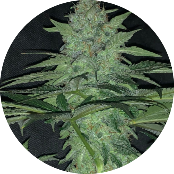Pure Instinto Samen feminisiert Wedding Cake 32% THC 1 Samen