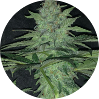 Pure Instinto Samen feminisiert Wedding Cake 32% THC 1 Samen