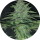 Pure Instinto Samen feminisiert Wedding Cake 32% THC 1 Samen