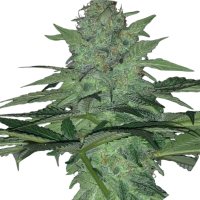Pure Instinto Samen feminisiert Wedding Cake 32% THC 3...