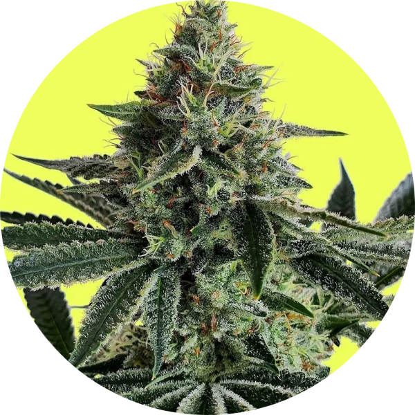 Pure Instinto Samen feminisiert Lemon Storm 25% THC 1 Samen