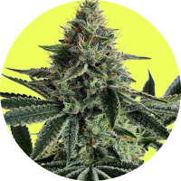 Pure Instinto Samen feminisiert Lemon Storm 25% THC 1 Samen