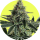 Pure Instinto Samen feminisiert Lemon Storm 25% THC 1 Samen