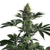 Pure Instinto Samen feminisiert Lemon Storm 25% THC 5...