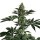 Pure Instinto Samen feminisiert Lemon Storm 25% THC 5 Samen + 2 Gratis