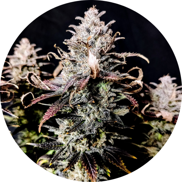 Pure Instinto  Samen feminisiert Mimosa 27% THC 1 Samen