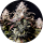 Pure Instinto  Samen feminisiert Mimosa 27% THC 1 Samen