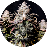 Pure Instinto Samen feminisiert Mimosa 27% THC 3 Samen +...