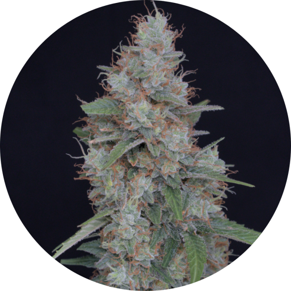 Pure Instinto Samen feminisiert Honeyed Cream Dream 22% THC 3 Samen + 1 Gratis