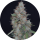 Pure Instinto Samen feminisiert Honeyed Cream Dream 22% THC 3 Samen + 1 Gratis