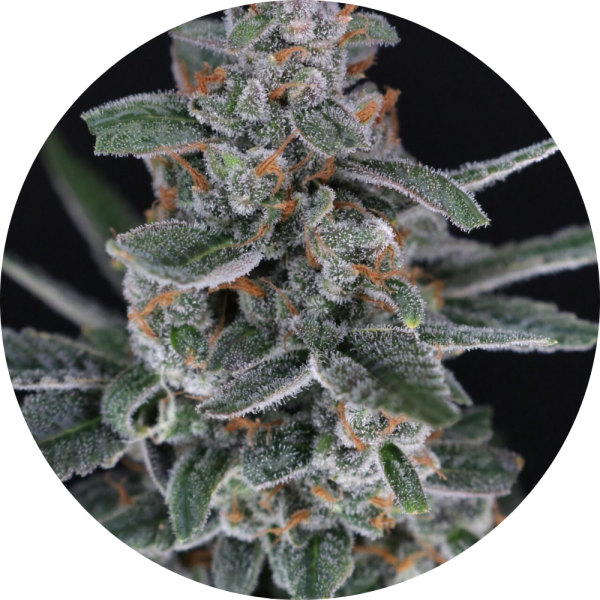 Pure Instinto Samen Autoflowering Tri-Whip Kush 24% THC 3 Samen + 1 Gratis