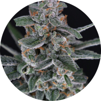 Pure Instinto Samen Autoflowering Tri-Whip Kush 24% THC 3...