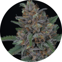 Pure Instinto Samen Autoflowering Purple Punch 24% THC 1...