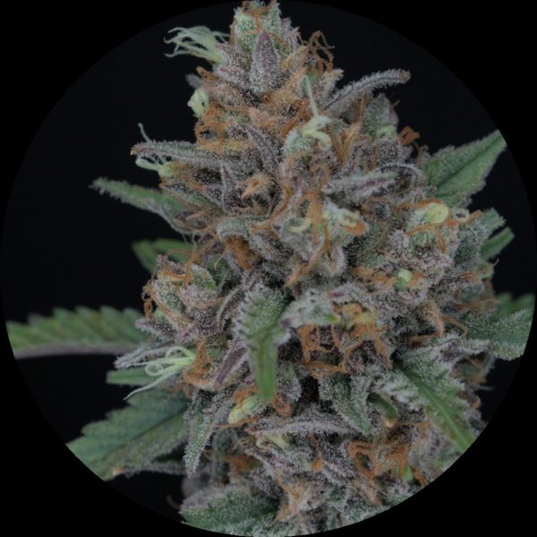 Pure Instinto Samen Autoflowering Purple Punch 24% THC 3 Samen + 1 Gratis