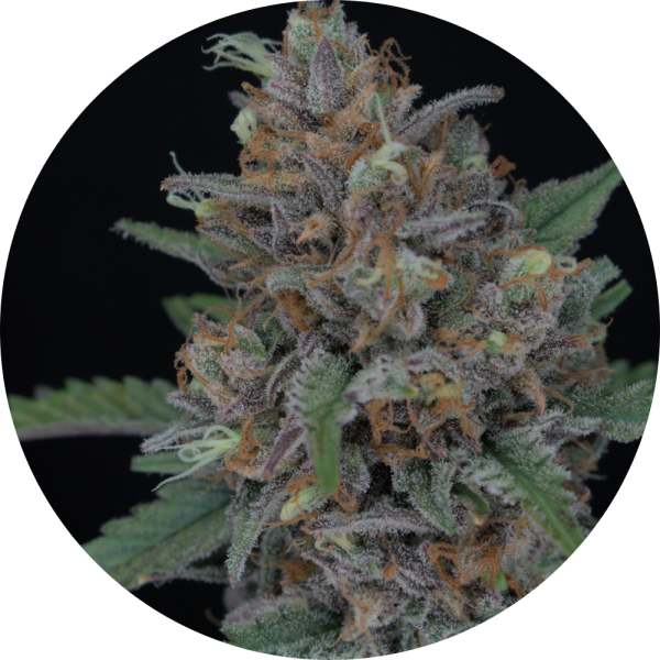 Pure Instinto Samen Autoflowering Purple Punch 24% THC 3 Samen + 1 Gratis