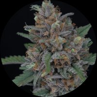 Pure Instinto Samen Autoflowering Purple Punch 24% THC 3...