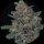 Pure Instinto Samen Autoflowering Purple Punch 24% THC 3 Samen + 1 Gratis