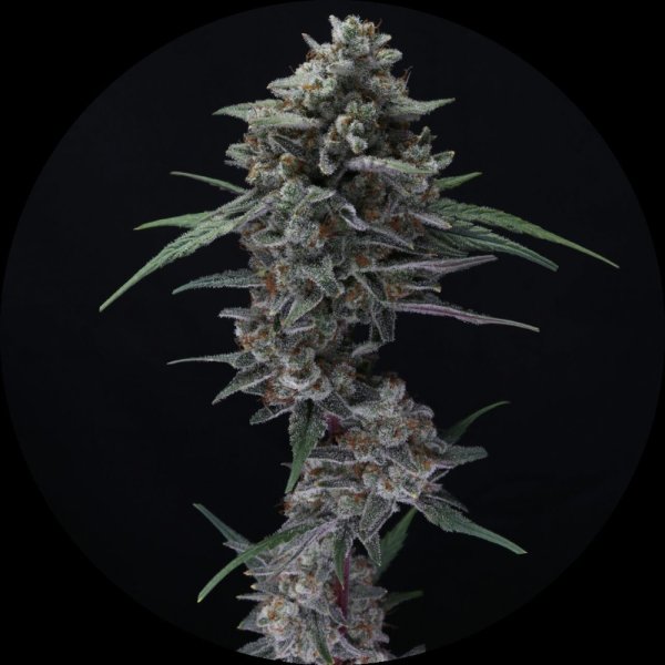Pure Instinto Samen Autoflowering Alien Snack 22% THC 3 Samen + 1 Gratis