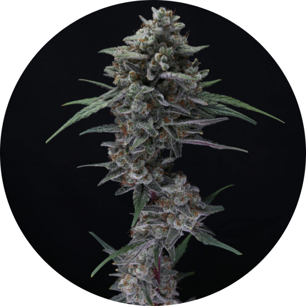 Pure Instinto Samen Autoflowering Alien Snack 22% THC 3 Samen + 1 Gratis