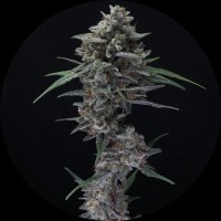 Pure Instinto Samen Autoflowering Alien Snack 22% THC 3...