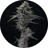 Pure Instinto Samen Autoflowering Alien Snack 22% THC 3...