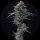 Pure Instinto Samen Autoflowering Alien Snack 22% THC 3 Samen + 1 Gratis