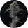 Pure Instinto Samen Autoflowering Alien Snack 22% THC 3 Samen + 1 Gratis