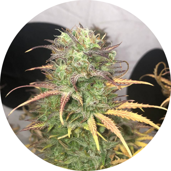 Pure Instinto Samen Autoflowering Girl Scout Kush 22% THC 1 Samen